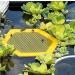Colorful Bee Watering Station Bee Waterer and Butterfly Water Stations Floating Bee Island Use for Bee Cups for Garden Bee Water Catcher Cups for Thirsty Pollinators(Color:Purple) - Buy Online on SooperMarket.com