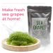 Umibudo Sea Grapes - Delectable Green Caviar Seaweed, 1.76oz/50g - Rehydrates to 1/2 Pound - Brine Dehydrated - Buy Online on SooperMarket.com