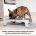 PetFusion Elevated Dog and Cat Bowls - Premium Anodized Aluminum Feeder with US Food Grade Stainless Steel Raised Bowls (Short 4 Metallic Gray) - Buy Online on SooperMarket.com