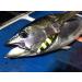Ocean Cat Slow Fall Pitch Fishing Lure Set - 1PC Sinking Lead Metal Flat Jigs with Hooks | 100g | Ideal for Saltwater Jigging - Buy Online on SooperMarket.com