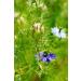 Health Embassy Nigella Sativa Seeds Powder 200g - Black Seed Cumin Powder - Buy Online on SooperMarket.com