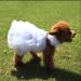 Delifur Dog White Wedding Dress Princess Fashion Skirt for Small Medium Dogs & Cats (L) - Buy Online on SooperMarket.com