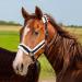 Nobleza Knotted Halter for Horses - Padded Nose & Neck Dark Blue | Ideal for Riding & Training - International Shipping Available - Buy Online on SooperMarket.com