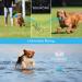 Nobleza Indestructible Dog Ball - 8cm Natural Rubber Squeaky Interactive Toy for Dogs | Robust & Durable - Buy Online on SooperMarket.com