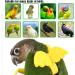 DKDDSSS 2 PCS Bird Harness Pet Parrot Leash Training Supplies Parrot Harness Leash Outdoor Adjustable for Cockatiel Mynah Monk Parakeet Macaw (Blue and Yellow) - Buy Online on SooperMarket.com