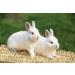 3 Pack Rabbit Bunny Mat - Natural Straw Woven Grass Chew Toy Bed for Small Animals - Buy Online on SooperMarket.com
