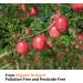 Natural Apple Sticks Treats for Small Animals - Chew Toys for Chinchilla, Guinea Pigs, Hamsters - 10.5 oz Pack - Buy Online on SooperMarket.com