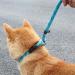 yeesport Dog Leash Nylon 5.9ft - Heavy Duty Nonslip Outside Outdoor Running Jogging Padded Handle Puppy Training Leash Blue M - Buy Online on SooperMarket.com