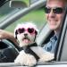 2 Pcs Small Dog Sunglasses UV Protection Heart Goggles for Dogs - Pink/White - Buy Online on SooperMarket.com