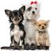 X-Small Dog Indoor Socks - 16 Pieces Anti-Slip Dog Socks with Grips for Hardwood Floors - Buy Online on SooperMarket.com