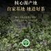 Pu-erh tea 2016 Yibang 357g Raw - Buy Online on SooperMarket.com