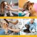 BONTHEE Soft Dog Cone Alternative After Surgery Dog Cone Collar for Small Dogs Adjustable Dog Recovery Collars for Pet Lightweight E-Collars for Dogs Elizabethan Collar for Dogs Stop Licking(XL) S Yellow - Buy Online on SooperMarket.com