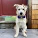 Huxley & Kent Boston Pops Pet Bow Tie (XL) | Patriotic 4th of July Collar Attachment | Red, White & Blue Fun Bow Tie for Dogs & Cats - Buy Online on SooperMarket.com