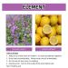 Kudzu Flower Soap 3PCS - Natural Organic Anti-Cellulite Bath Soap for All Skin Types - Buy Online on SooperMarket.com