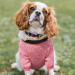 Wisebom 4PCs Winter Dog Sweater Set | Classic Knitting for Small & Medium Dogs | Warm Soft & Easy to Carry - Buy Online on SooperMarket.com
