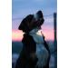 Buy Max & Molly Matrix Ultra LED Light for Dogs & Cats - Perfect for Joggers Walkers & Cyclists - Outdoor Safety Gear - Buy Online on SooperMarket.com
