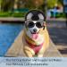 Small Dog Helmet Goggles UV Protection Pet Sunglasses - S Size, Black - Buy Online on SooperMarket.com