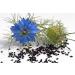SAFLAX Organic Black Cumin Seeds (Nigella Sativa) - 300 Seeds for Gardening - Buy Online on SooperMarket.com