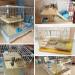 PINVNBY Natural Straw Grass Mat for Rabbit Bunny Cage - 6 Pcs - Buy Online on SooperMarket.com