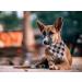 Shop Lionet Paws Black Checkered Dog Bandana for Small Medium & Large Dogs | Triangle Headscarf & Hill Towel - 1 Pack - Buy Online on SooperMarket.com