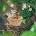 Obelunrp Bird Nest for Wildbird 6pcs 3.9inch Bamboo Woven Nesting Boxes for Wild Birds Hatching Breeding Cave for Parrot Canary or Cockatiel - Buy Online on SooperMarket.com