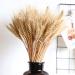 Dried Wheat Stalks 100Pcs Dried Wheat Sheaves Rustic Natural Ears of Wheat Natural Wheat Decor for Home Farmhouse Fireplace Wedding Party and Table/523 - Buy Online on SooperMarket.com