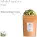 Organic Dried Whole Leaf Hops - 50g Pack - Ideal for Tea - Hop Cone Flowers Leaves - Buy Online on SooperMarket.com