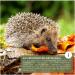 Buy Wild Animal Love Noble Mealworms 5L | Dried Mealworms for Birds & Hedgehogs | Premium Insect Food for Garden Birds - Buy Online on SooperMarket.com