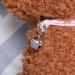 Balacoo Pet Bells 10pcs Cat Dog Bells Pet Collar Accessories Pet Training Bells for Kitten Collars Puppy Collars Silver - Buy Online on SooperMarket.com