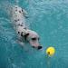 Buy Durable Dog Toys: Flee Durafoam Ball & Rope - Perfect for Large & Small Dogs - International Shipping Available - Buy Online on SooperMarket.com