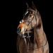 HORZE Prescott Figure 8 Bridle - Brown, Horse Size - Buy Online on SooperMarket.com