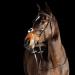 HORZE Prescott Figure 8 Bridle Brown Horse