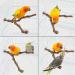 PINVNBY Natural Parrot Perch Stand Wild Grape Stick Toy for Small Birds - 2PCS - Buy Online on SooperMarket.com