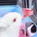 BREUAILY 3Pcs Animal Drinking Bottle 500ml Plastic Guinea Pig Water Bottle Non Drip Hanging Hamster Automatic Water Feeder for Rabbit Guinea Pig Gerbil Chinchillas (Random Color) - Buy Online on SooperMarket.com