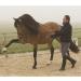 Ireland Rambo Micklem Competition Bridle - Black Large Horse - Premium Equestrian Gear for Global Shipping - Buy Online on SooperMarket.com