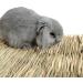 REFURBISHHOUSEÂ Rabbit Mat Grass Mats For Rabbits Safe & Edible Rabbit Mats For Cages Bunny Chew Toys For Rabbits - Buy Online on SooperMarket.com