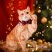 STMK Holiday Cat Bandana Collar with Bell - Festive Christmas, Thanksgiving, Halloween Design for Cats and Kittens - Buy Online on SooperMarket.com