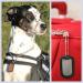 Personalized Dog ID Tags | Embossed Chains & Silencers Set | Custom Designs Available | Military Quality Rambo Equipment - Buy Online on SooperMarket.com