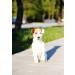 B-A-L Baltic Amber Land Chain - Flea & Tick Prevention for Dogs & Cats | Amber & African Jade Pet Collar (25-65 cm) - Buy Online on SooperMarket.com