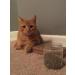 Maximum Potency Organic Catnip Blend - Premium Cat Weed for Crazy Cat Play - 1 Cup - Buy Online on SooperMarket.com