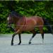 Lunge Aid Black - Enhance Your Lung Capacity & Breathing | International Shipping Available - Buy Online on SooperMarket.com
