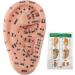 Buy 17cm Ear Acupuncture Point Model - Large Reflexology Learning Display for International Shipping - Buy Online on SooperMarket.com