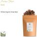 Organic Anise Star Seed Tea - Illicium Verum Herbal Infusion 200g - Buy Online on SooperMarket.com