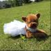 Delifur Dog White Wedding Dress Princess Fashion Skirt for Small Medium Dogs & Cats (L) - Buy Online on SooperMarket.com