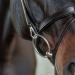 Shop Sunride English Combined Bridle Berlin with Reins - Soft Real Leather Adjustable & Anatomical for Ponies - Black - Buy Online on SooperMarket.com