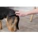 Trixie Flea and Lice Comb 21 cm - Buy Online on SooperMarket.com