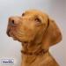 Nosli Amber Necklace Collar for Dogs & Cats | Baltic Amber Dog Collar | 65cm Adjustable Pet Collar - Buy Online on SooperMarket.com