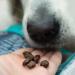 SKIPPER'S Training Treats for Dog Chews and Puppy Training Treats 500g - Source of Omega 3 Grain Free Good for Digestion 100% Natural Ingredients No Additives 500 g (Pack of 1) - Buy Online on SooperMarket.com