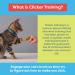 CAT SCHOOL Clicker Training Kit - 1 Cat Training Clicker 1 Target Stick 1 Step-by-Step Instruction Booklet - Clicker Tools for Cat Training Fist Bump Training Positive Behavior - Buy Online on SooperMarket.com