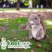Deluxe Eco-Friendly Paws Plush Squirrel Toy | 100% Recycled Materials - Buy Online on SooperMarket.com